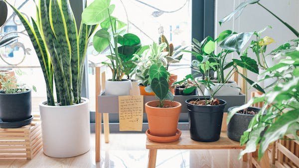 Support plante : des solutions élégantes pour vos végétaux